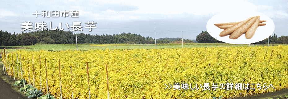 十和田市産 長芋