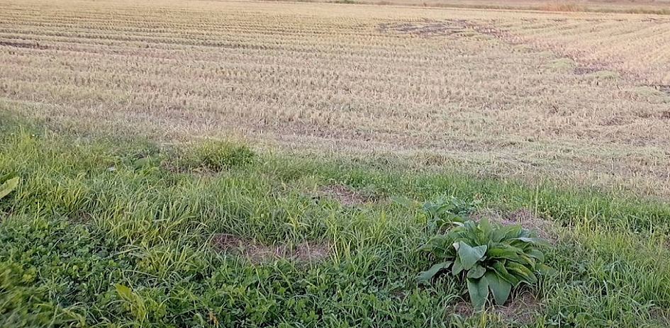 お米(まっしぐら)の収穫が終わりました